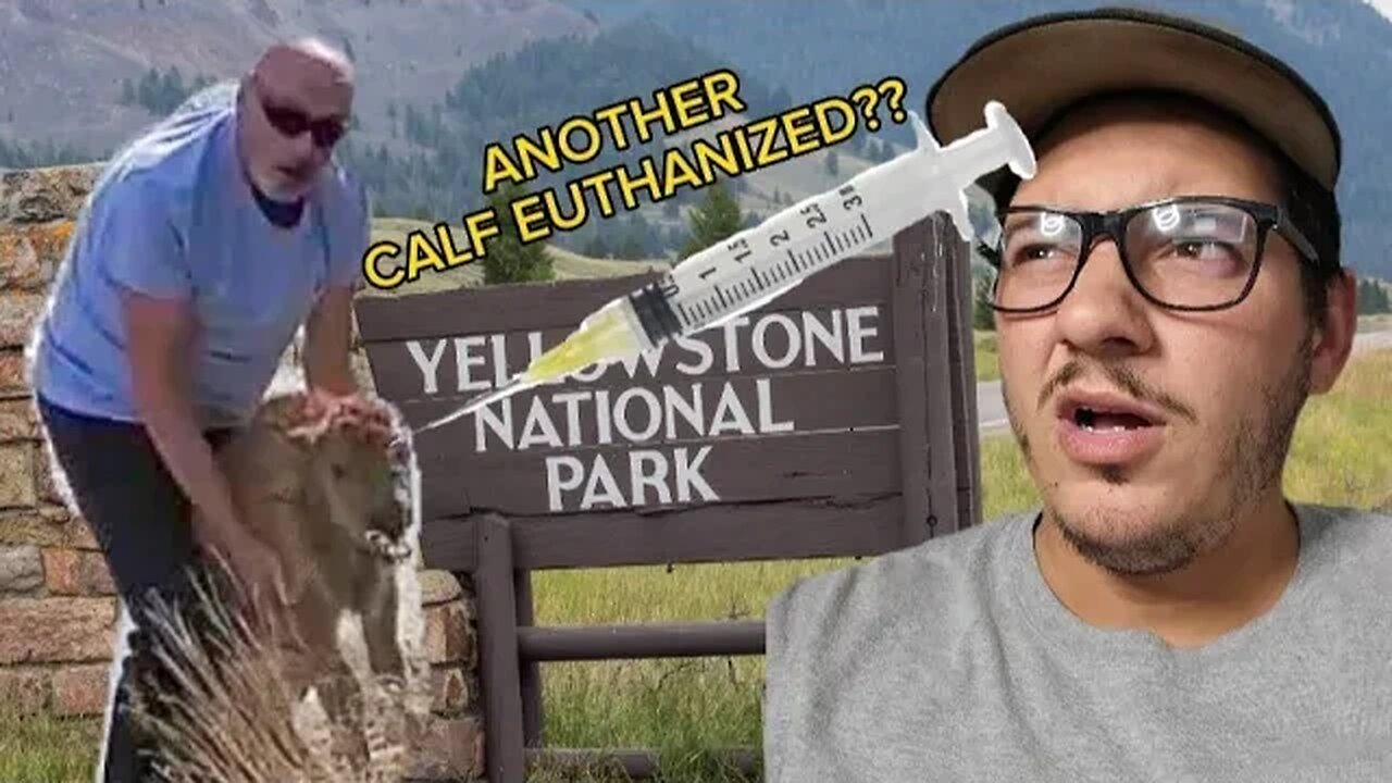 Bison Killed because of tourist... AGAIN???