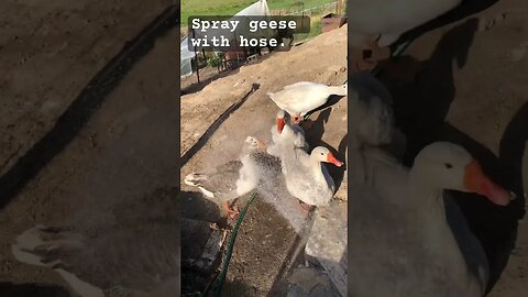 Spray geese with hose. They like a gentler stream 😳