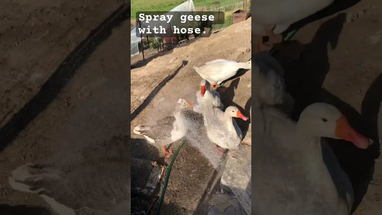 Spray geese with hose. They like a gentler stream 😳