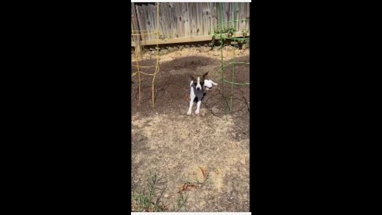 Princess plants herself in garden