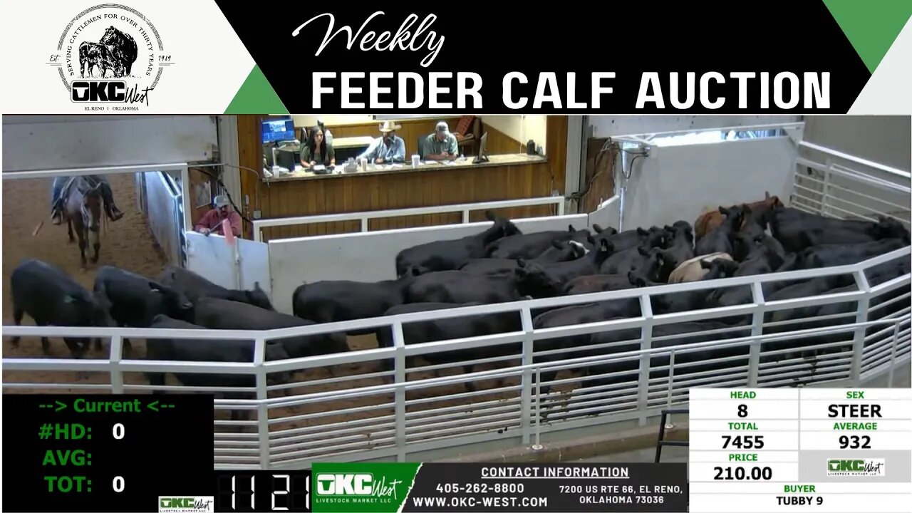 7/19/2023 - OKC West Feeder Calf Auction