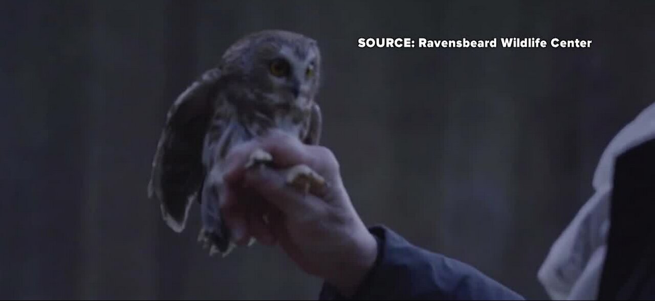 Rockefeller Plaza Christmas owl returns to the wild