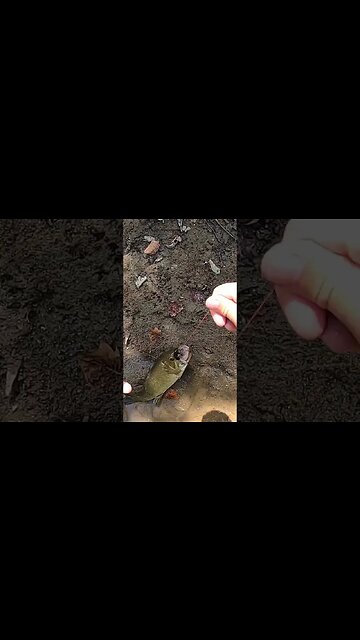 MASSIVE Ohio creek smallmouth on topwater lure!