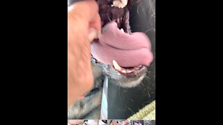 Tick attached to dogs tongue!!!