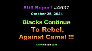 Blacks Continue to Rebel Against Camel, !!!, 4537