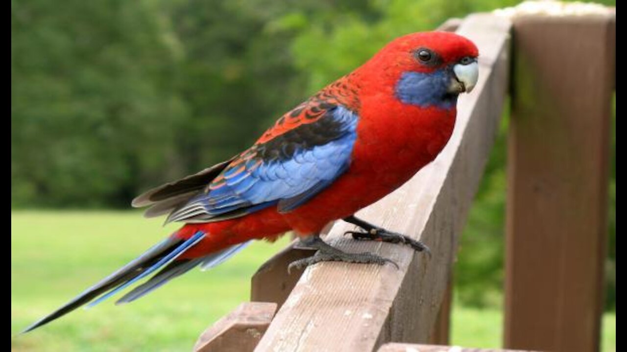 Beautiful ,fantastic parrot