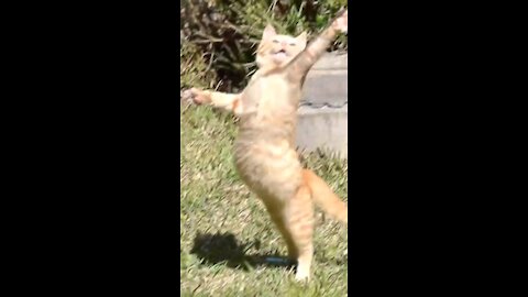 Funny cat dancing