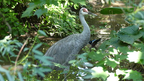 BIRDS CAGE IN QUEENS ZOO