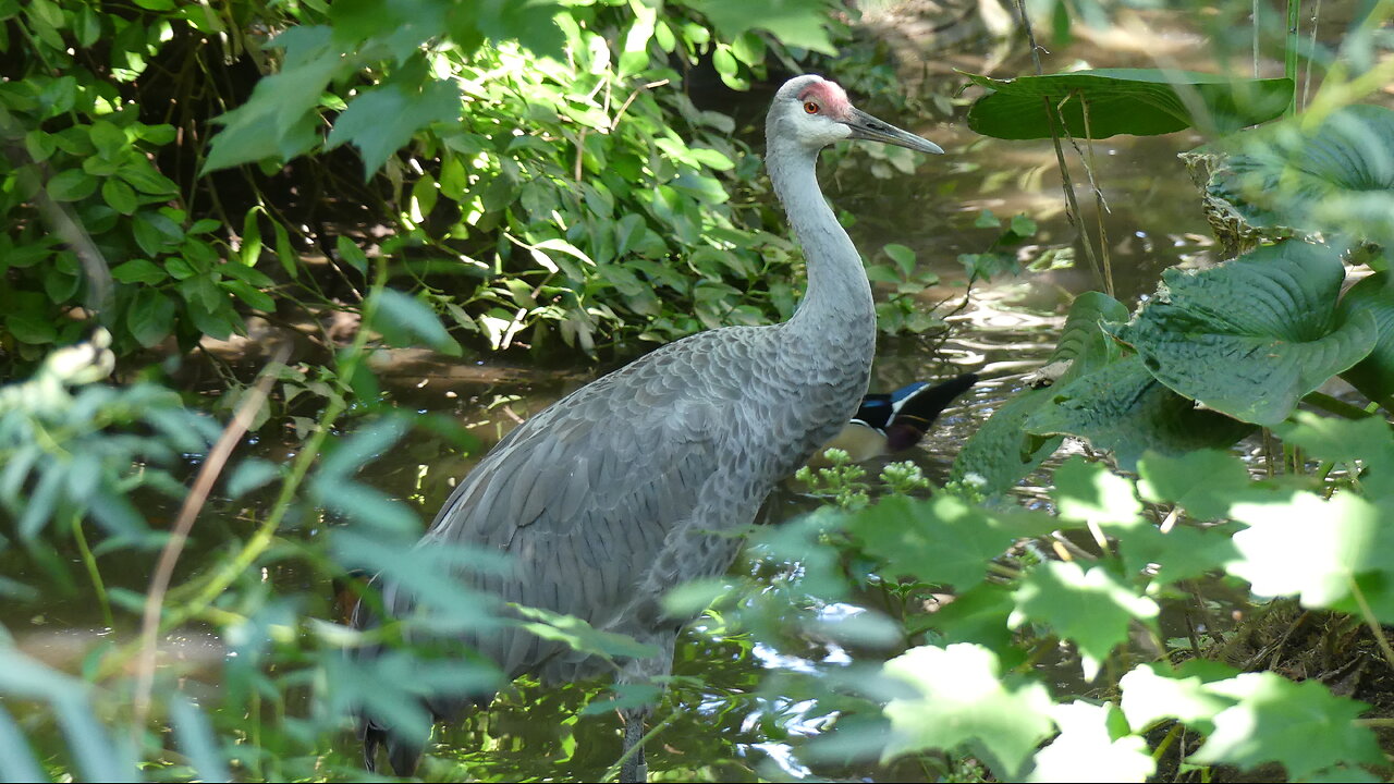 BIRDS CAGE IN QUEENS ZOO