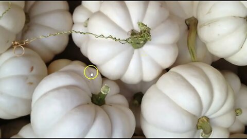 Wordle of the Day for October 26, 2022 ... Happy Pumpkin Day!