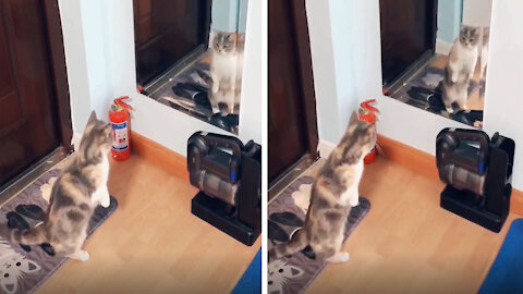 The cat is confused about the mirror