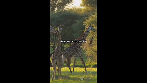 Tallest Animals