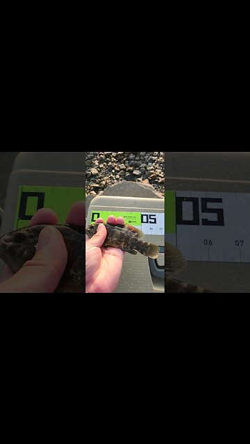 How Big is this baby Tog??