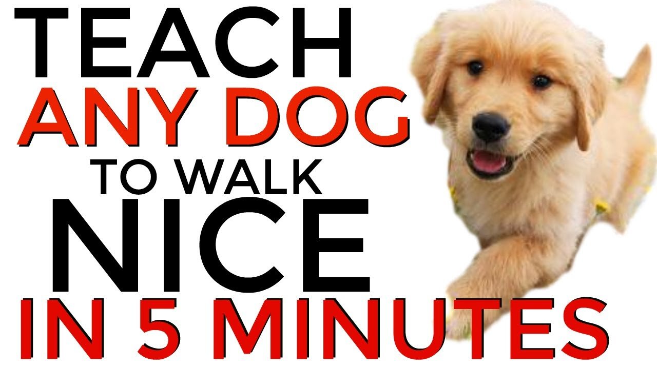 Teach ANY dog to nicely WALK on the leash | 5 MINUTE DOG TRAINING RESULTS!