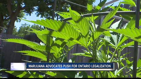 Ontario group working to legalize marijuana sales closer to Idaho border