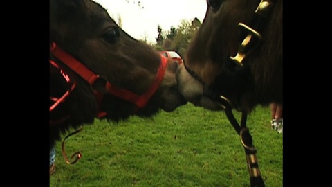 Shetland Ponies Get Married