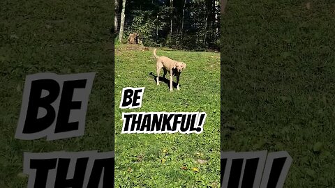 What are you thankful for? #blessed #thankfulheart #lifewithdogs