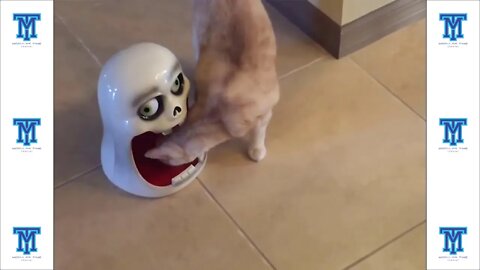 Pets funny moments part 1