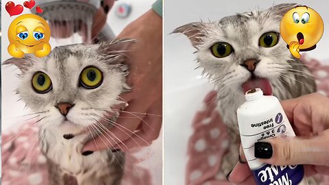 See this baby cat is being washing, its so cute......