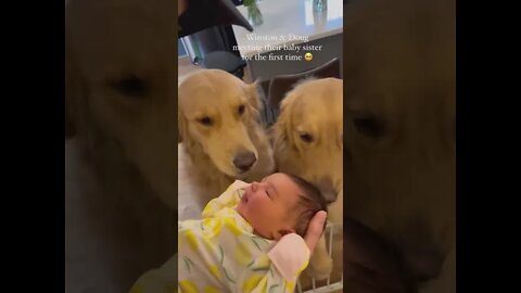 Doggie offering his donut toy to his new baby sister