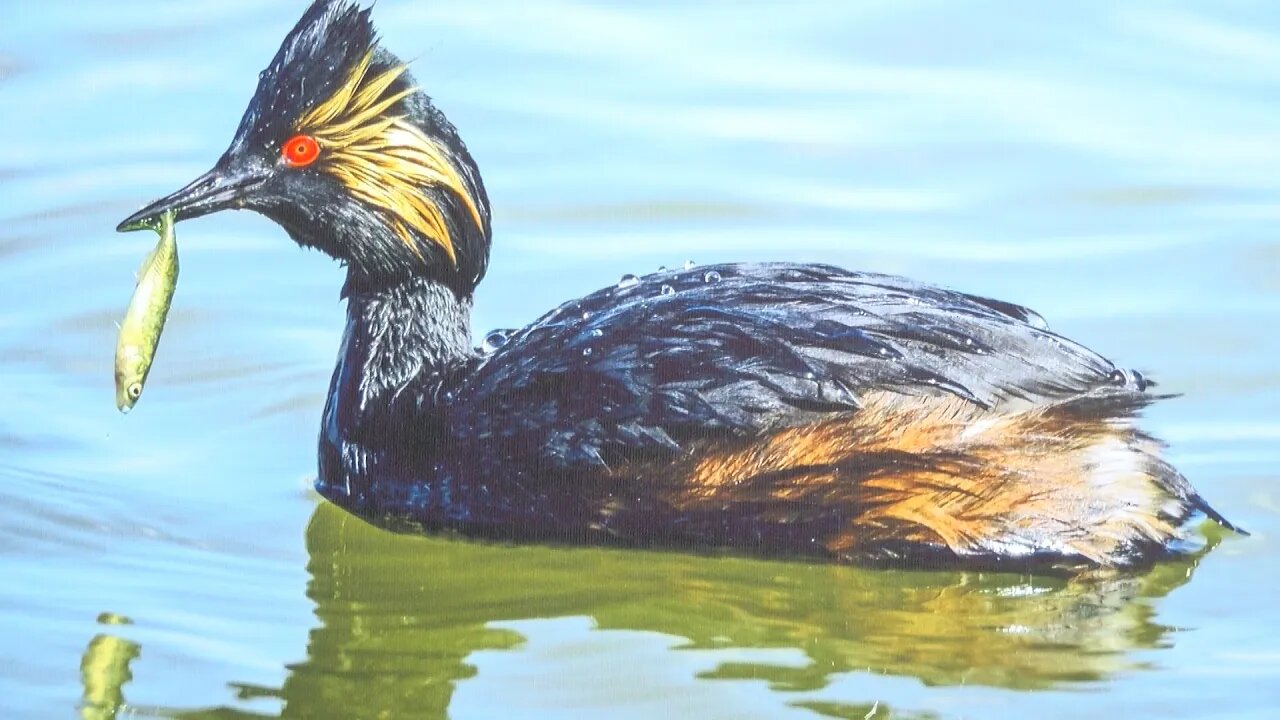 Wildlife Exhibit On Display At Birds Of Prey Centre - July 27, 2022 - Micah Quinn