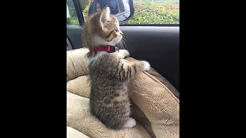 cat meme & kitten💘 - funny cats meow baby cute compilation