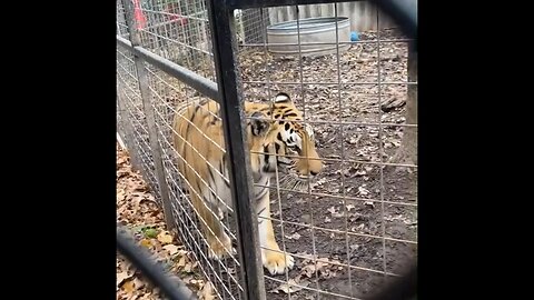Tigers