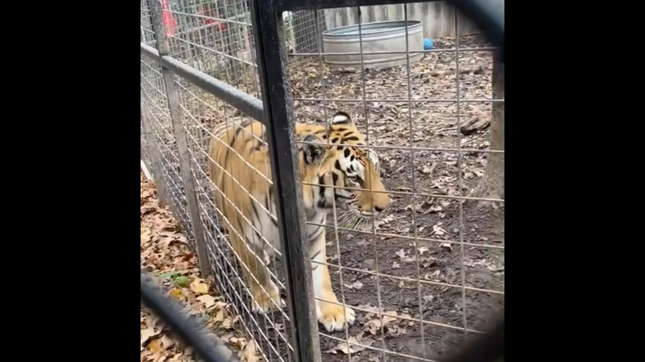 Tigers