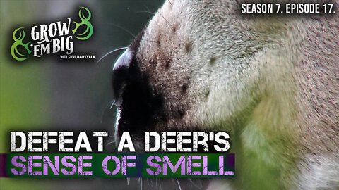 Defeat a Whitetail’s Sense of Smell