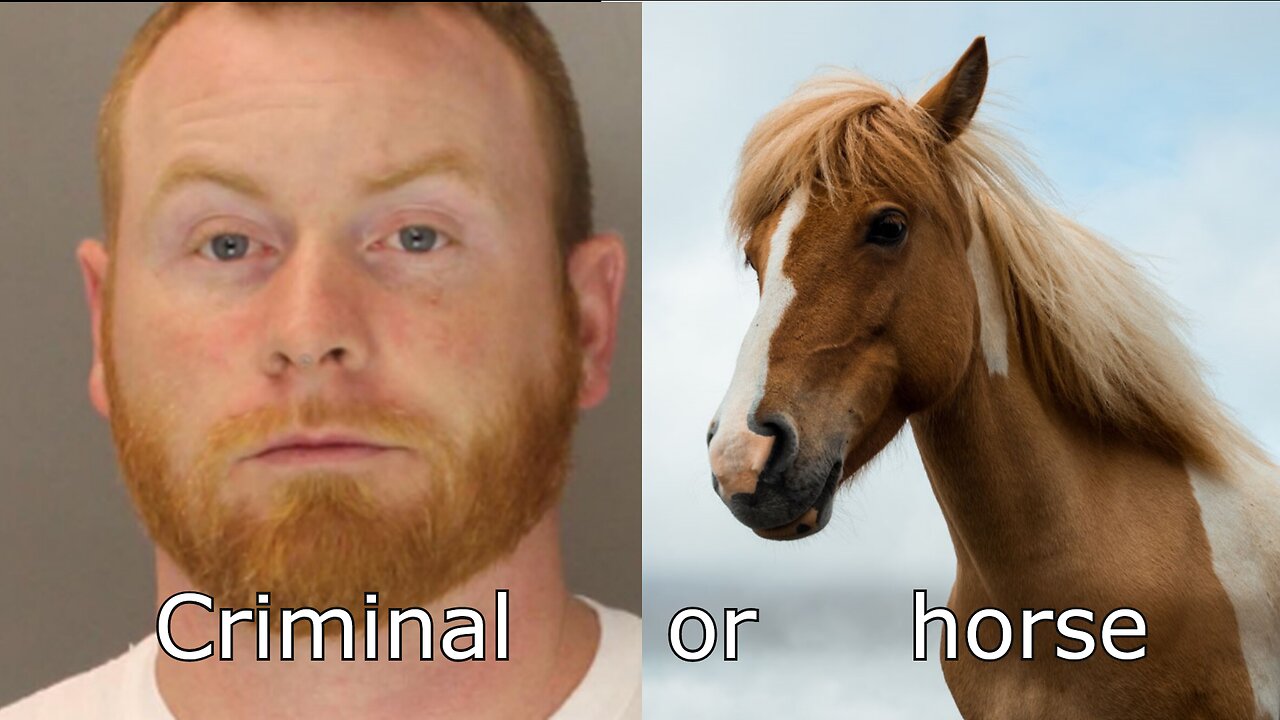 Repeat Criminal or Horse?