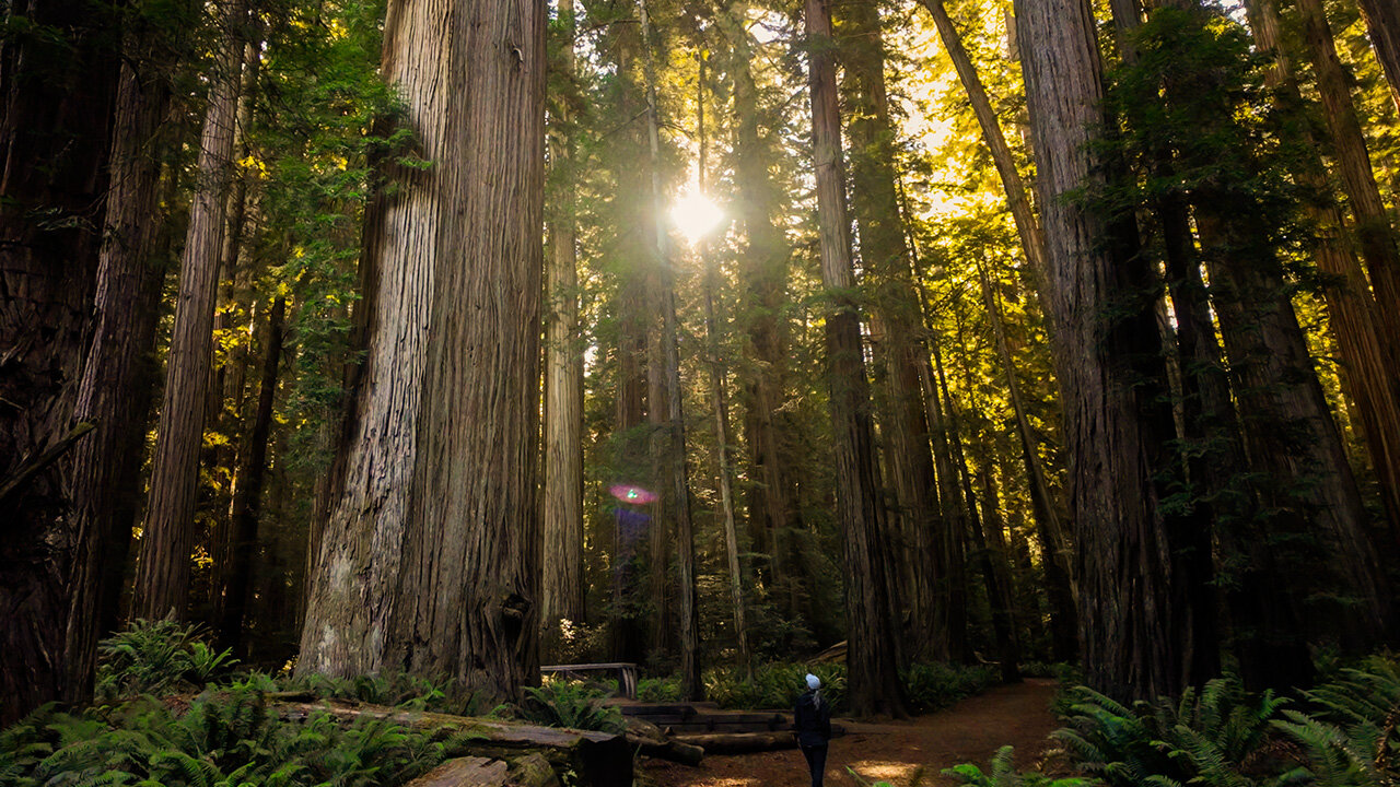 Jedediah Smith State Park - Redwoods!