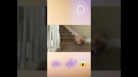 This Is How Labrador Puppy Handle Stairs | Im Ok guys #shorts