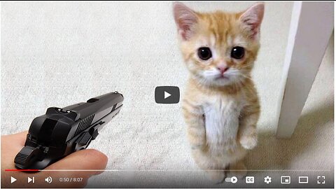 Funniest Animals 2023 😂 Funny Dogs and Cats Videos