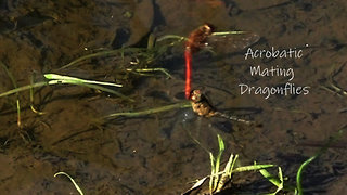 Mating Dragonflies in a rough-and-tumble affair.