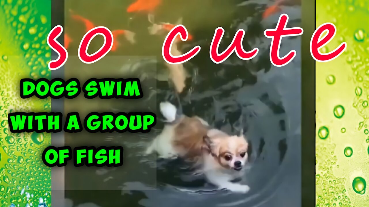 Dogs swim while playing with fish