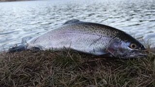 HOT FALL FISHING | High Mountain Lake | Fishing for Rainbow and Cutthroat trout | Currant Creek RES