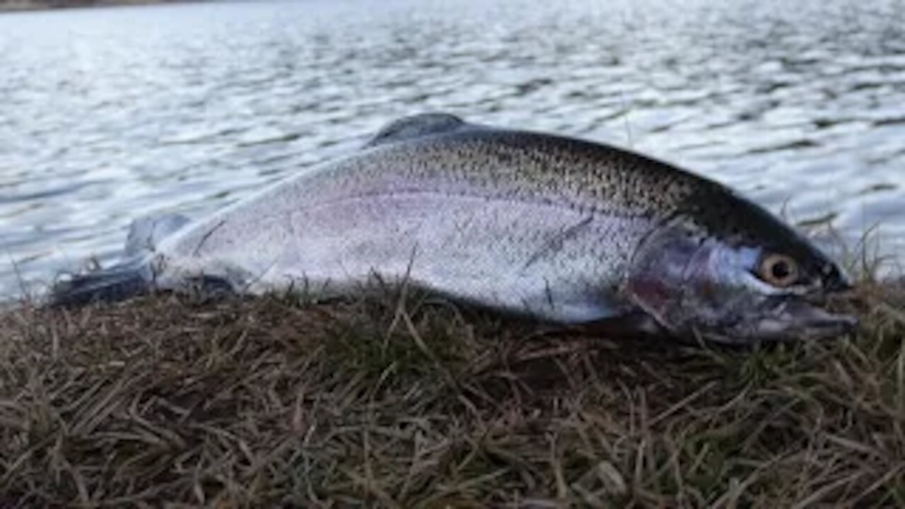 HOT FALL FISHING | High Mountain Lake | Fishing for Rainbow and Cutthroat trout | Currant Creek RES