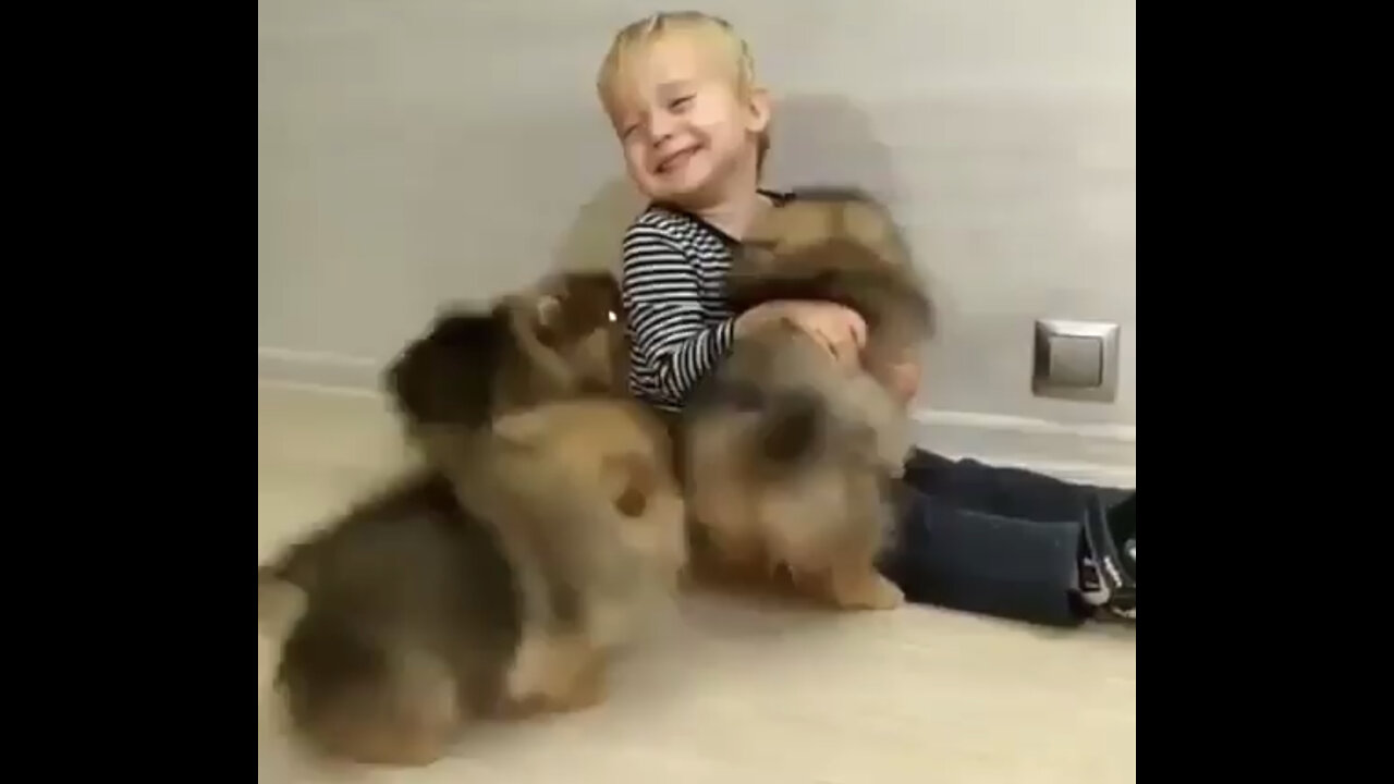 Sweet moment between baby and dogs