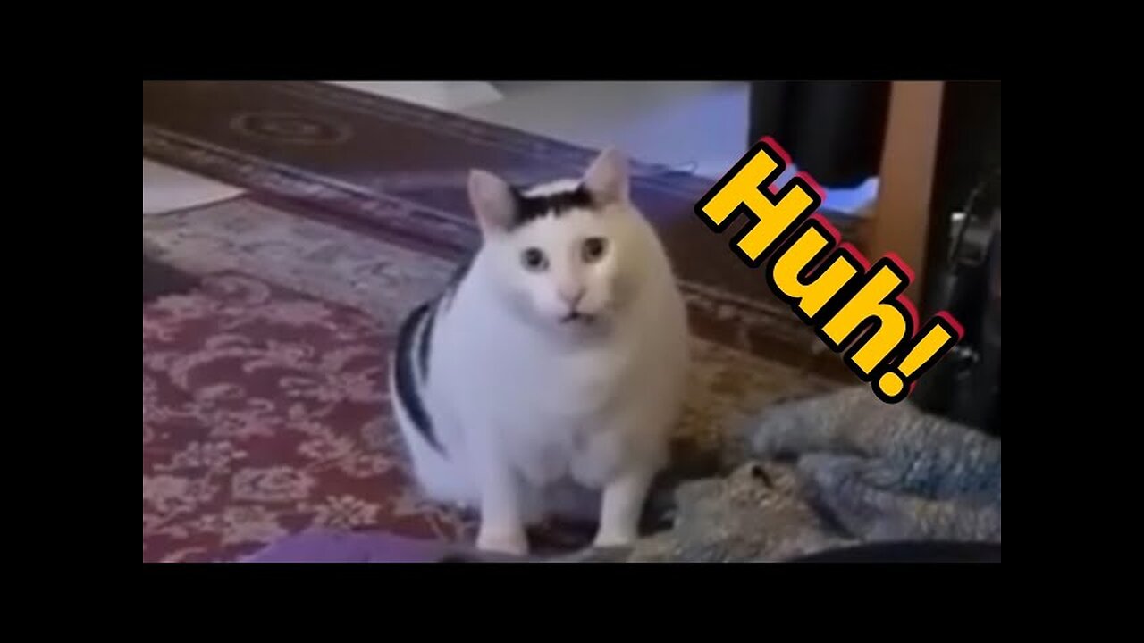 Cat Say Huh??