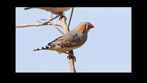 Zebra finches in Australia