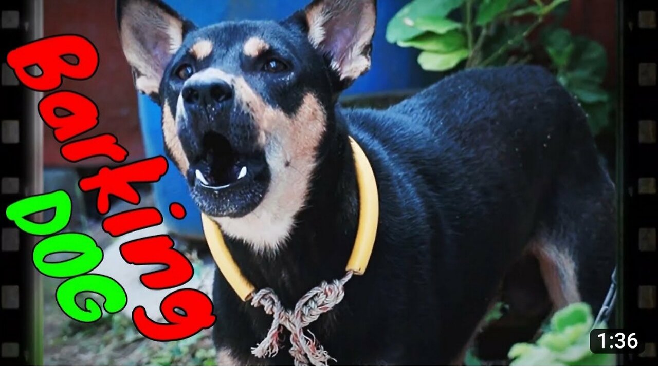 How Dog Reacts When Seeing Stranger 31 - Running, Barking?| Viral Dog
