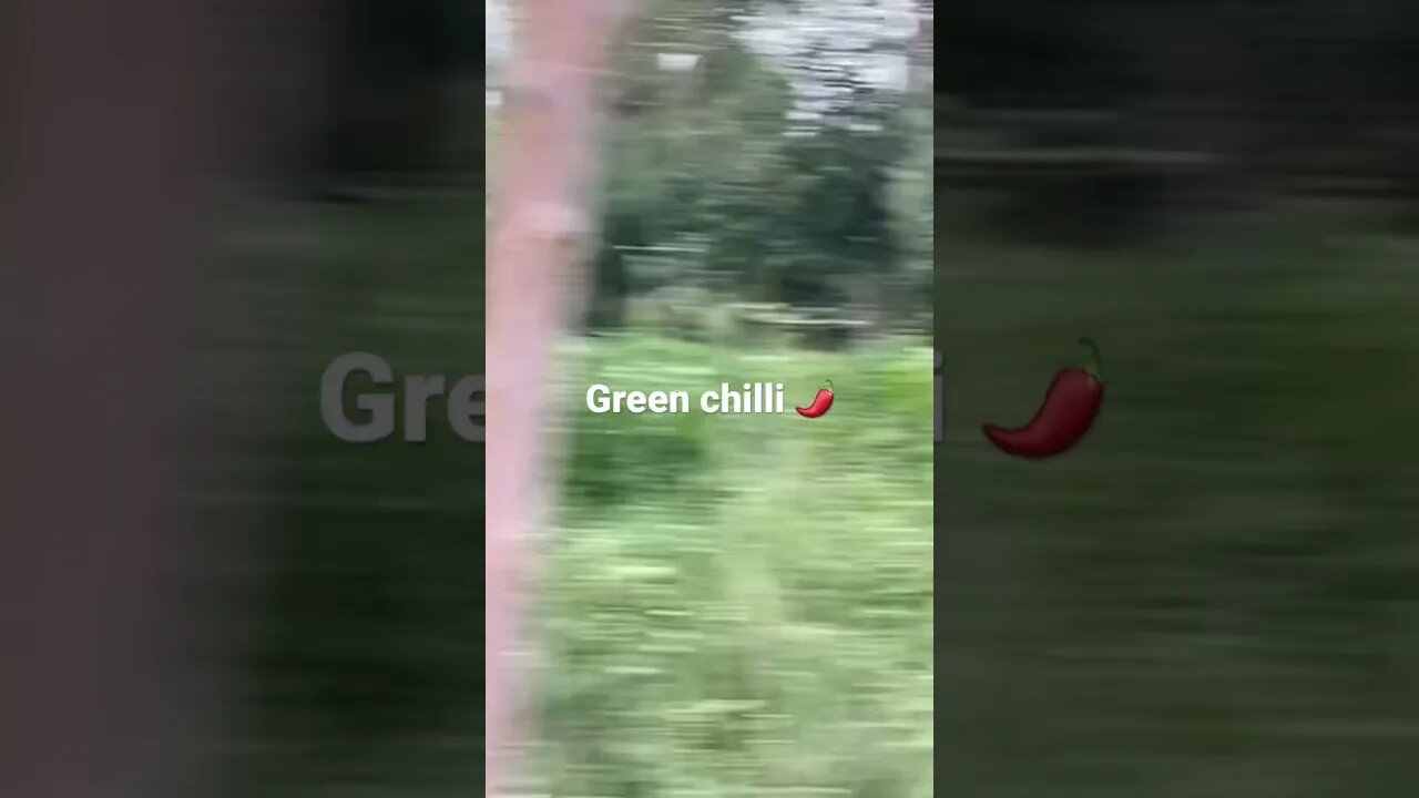 #short #subscribe#beautiful #pakistan #chilli