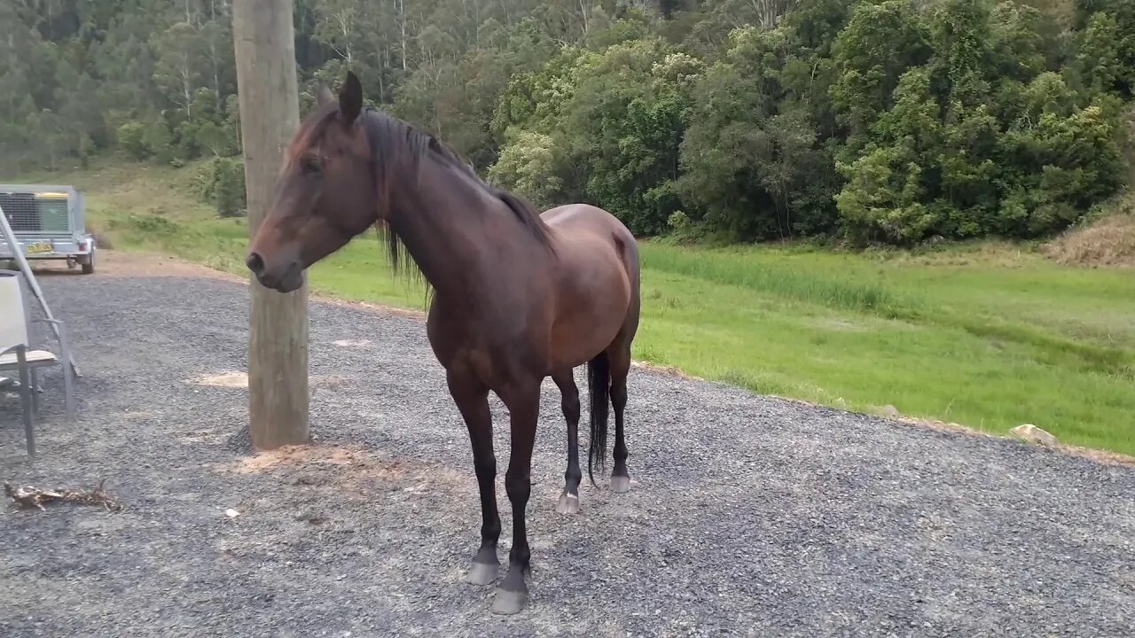 Escape artist I. Young Arab Mare Ruby. Horses Escape paddock using creek.