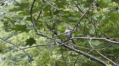 Singing sparrow