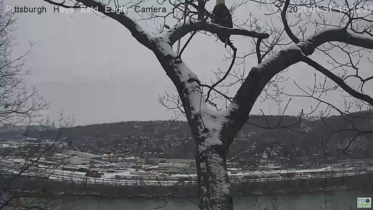 Hays Eagles nest Eagle flyby 2021 01 31 3:32PM