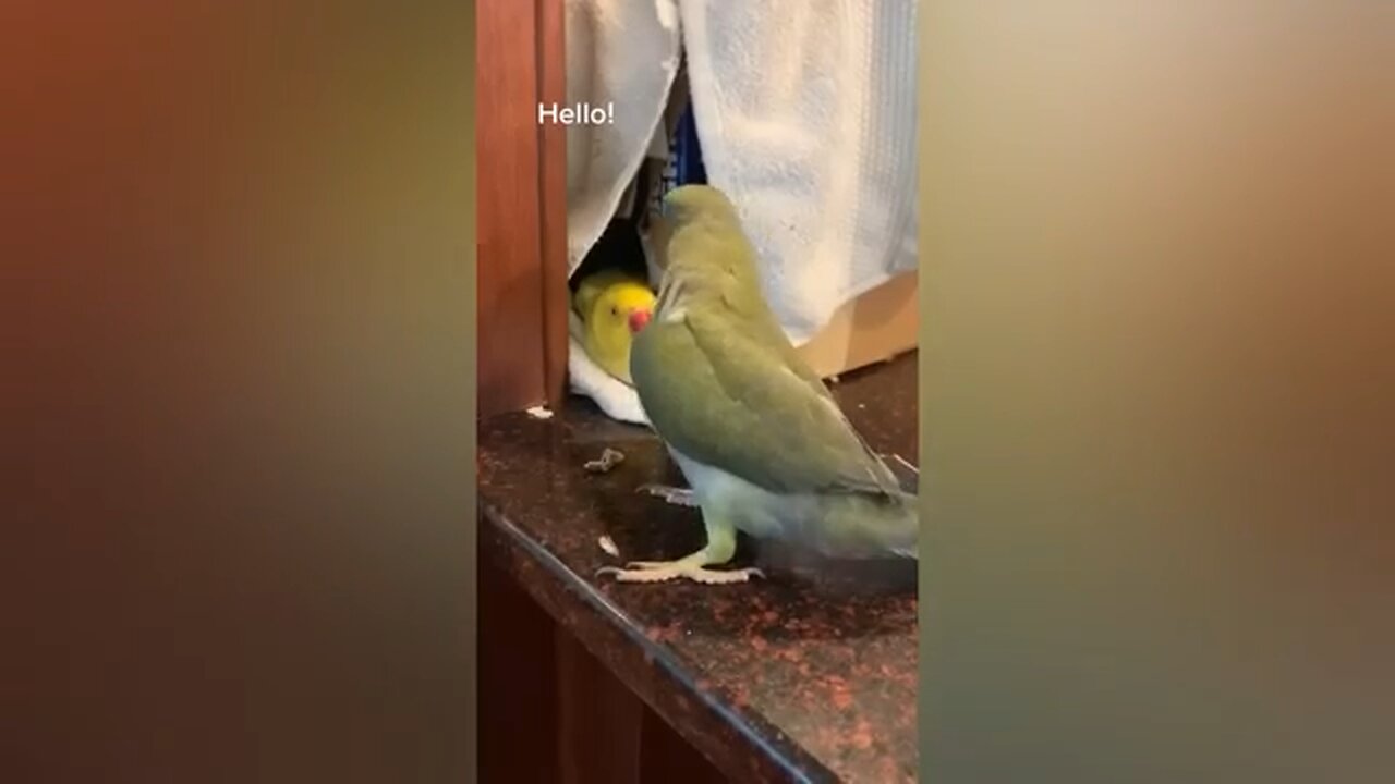 Funny parot conversation