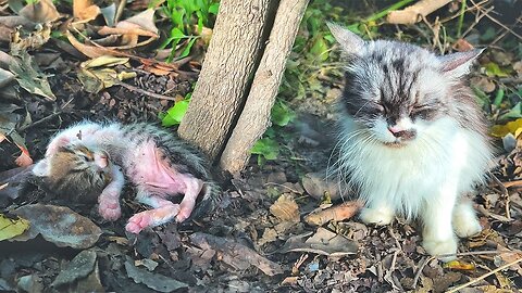 Mother cat Praying with Closed eyes that someone may help her poor Kitten!