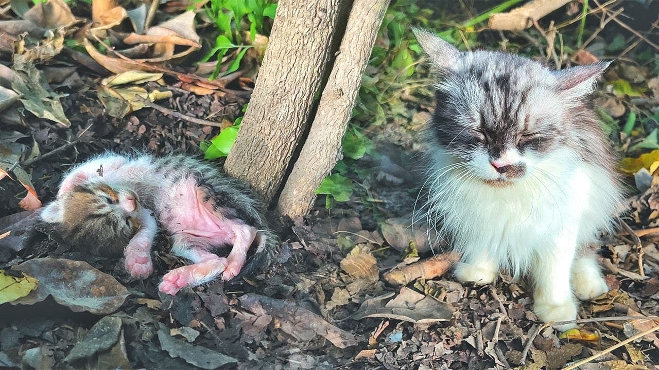 Mother cat Praying with Closed eyes that someone may help her poor Kitten!