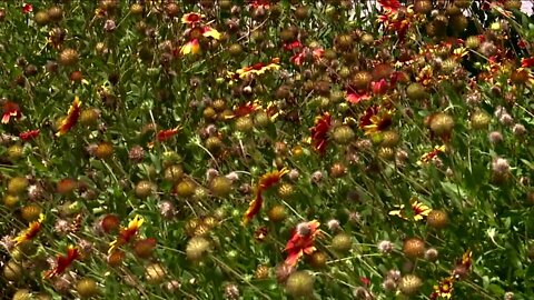 City of Sanibel encourages planting native plants this Arbor Day