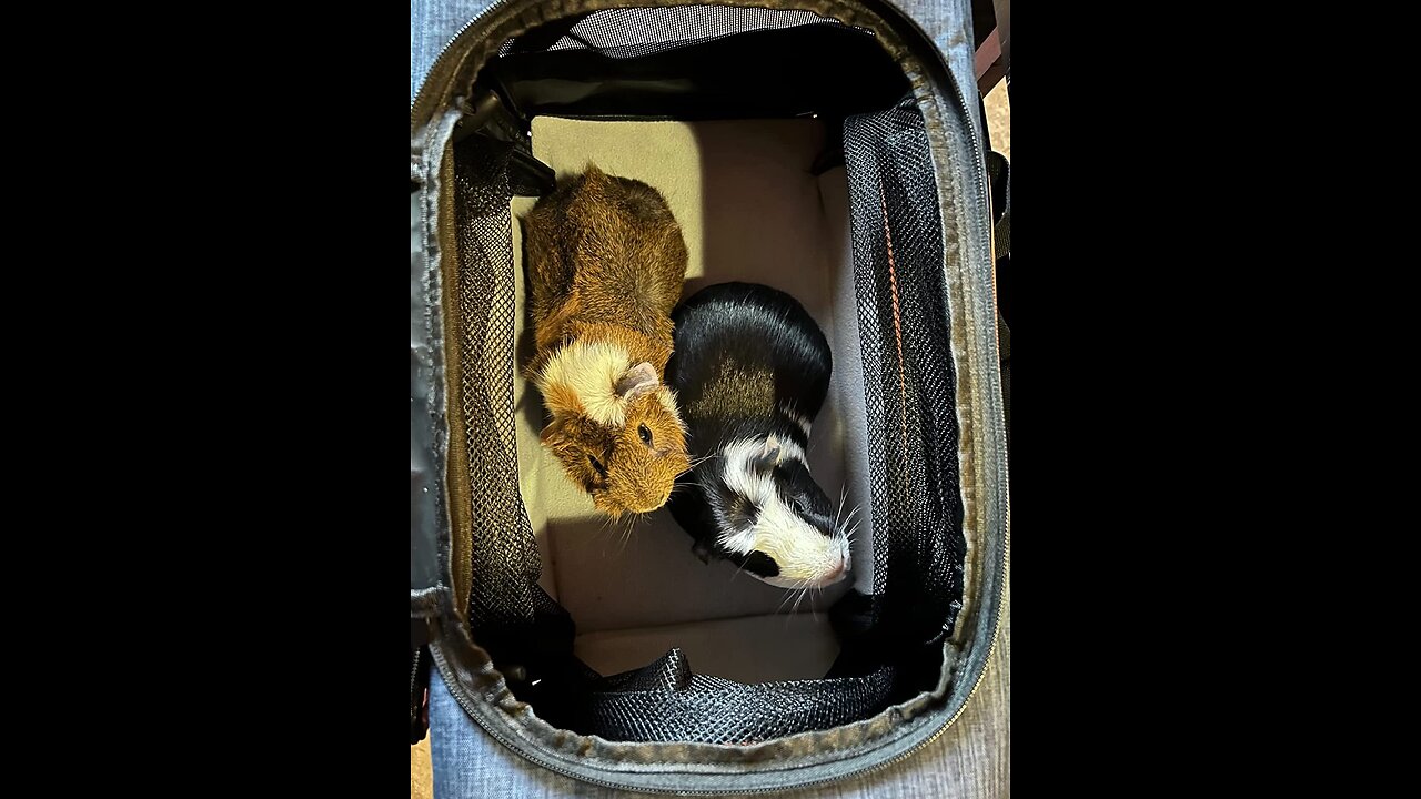 Cat Carrier, Meowant Airline Approved Pet Carrier, 3 Sides Expandable Dog Carrier with Fleece P...